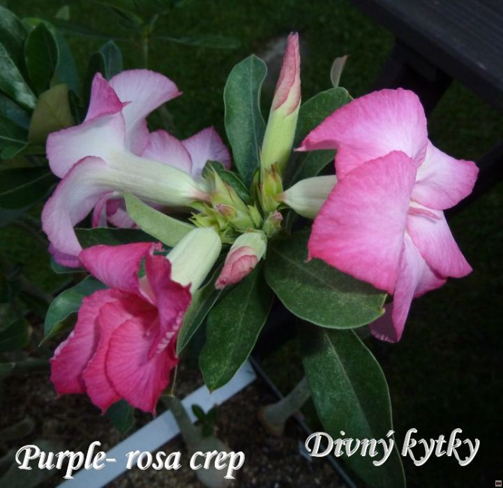 purple rosa crep.jpg